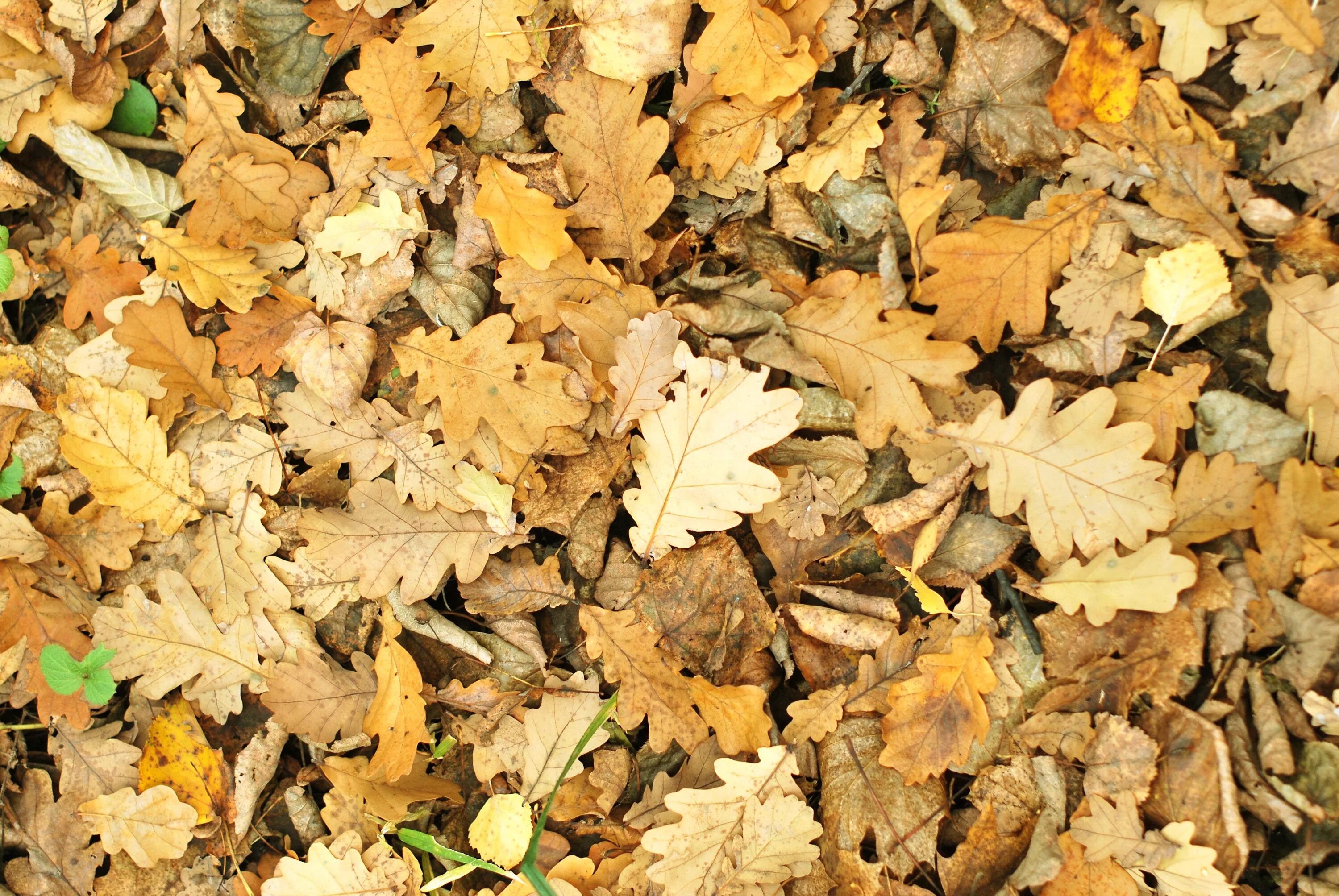 Осенние листья. Опавшая листва. Опавшие осенние листья. Опавшие листья на земле. Leaves on the back