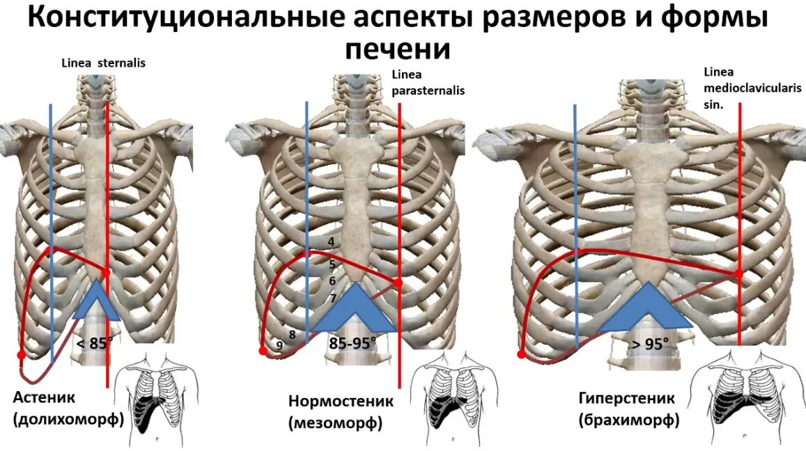 Печень по краю реберной дуги. Печень у края реберной дуги. Нормальные Размеры печени. Размеры печени по УЗИ Изранов. Печень выходит за край реберной дуги бабушка.