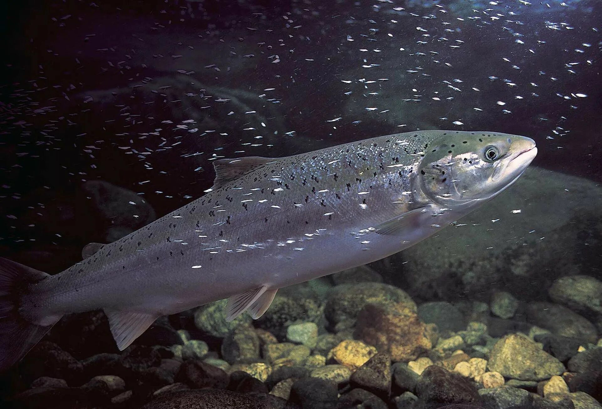 Дикая красная рыба. Атлантический лосось семга. Семга (Salmo Salar). Лосось Salmo Salar.. Озерная форель Канада.