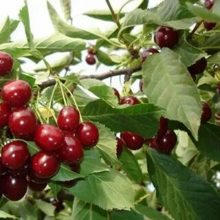 Тургеневка вишня описание сорта опылители отзывы