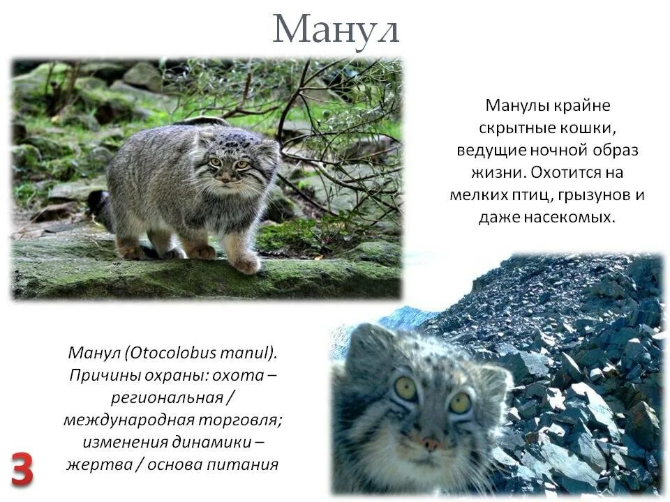 Кот манул сообщение. Дикий лесной кот манул. дикий кот манул красная книга краткое описание. манул забайкальский дикий кот. манул его наружность и образ жизни.