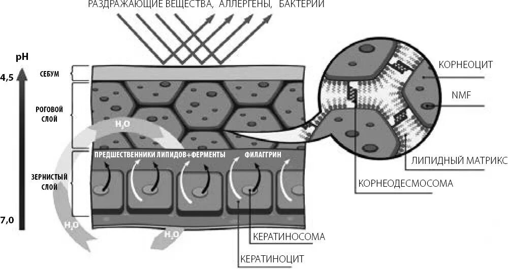 Эпидермальный барьер и гидролипидная мантия. Защитный барьер кожи. Эпидермальный барьер кожи. Нарушение эпидермального барьера кожи. Лучшие липидные маски