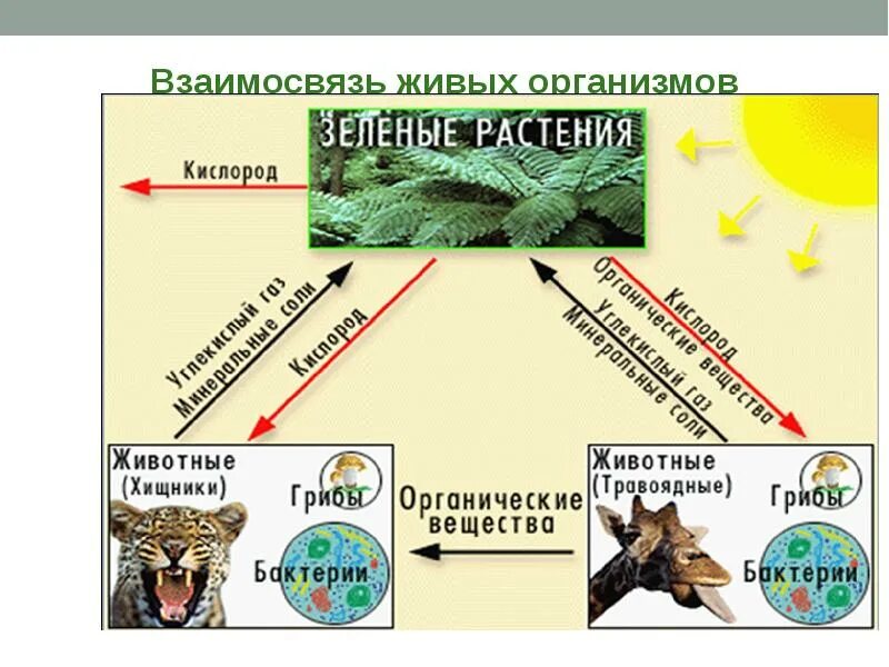 На которой находится необходимый для живых организмов. Круговорот веществ в сообществе живых организмов. Биологический круговорот веществ. Живые организмы. Живые организмы в биосфере схема.