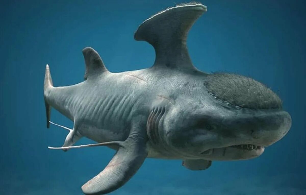 Динозавр геликоприон. Доисторические акулы. Геликоприон акула скелет. Рыба геликоприон. Стетакант акула.