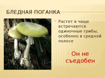 Поганка загадка