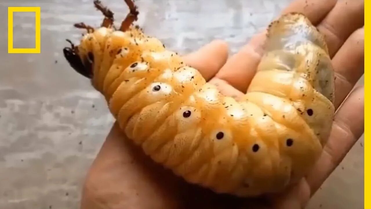 Личинка жука геркулеса фото