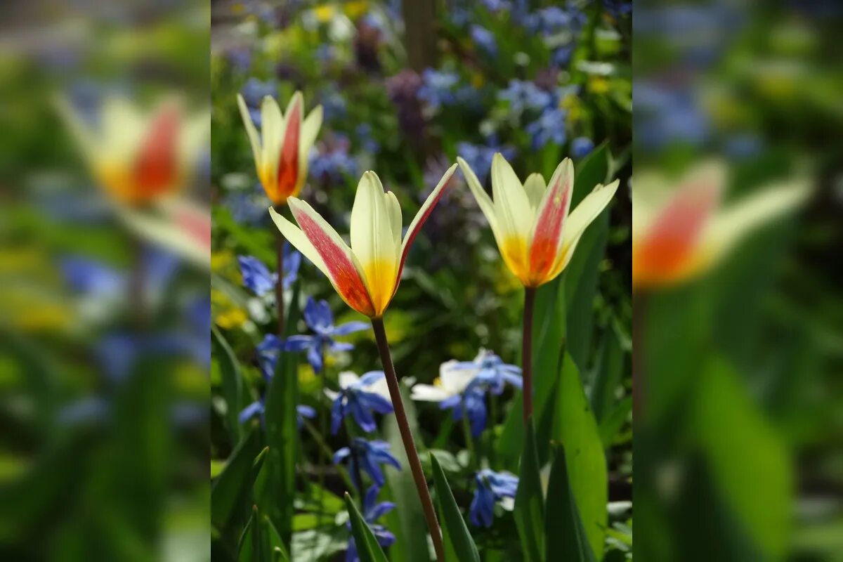 Черёмуха душистая с весною расцвела. Стишок про тюльпан для детей. Эхинопсис ривьере де каралти. День тюльпанов 16 мая. Расцвел или разцвел.