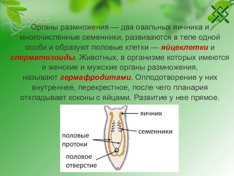 Биология как размножаются. Система органов размножения. Продление рода органы размножения. Органы размножения животных. Биология 7 класс размножение.