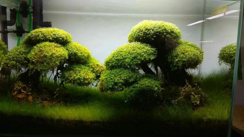 Дерево в аквариуме. Яванский мох акваскейп. Акваскейп бонсай. Акваскейп бонсай. Акваскейп дерево бонсай.