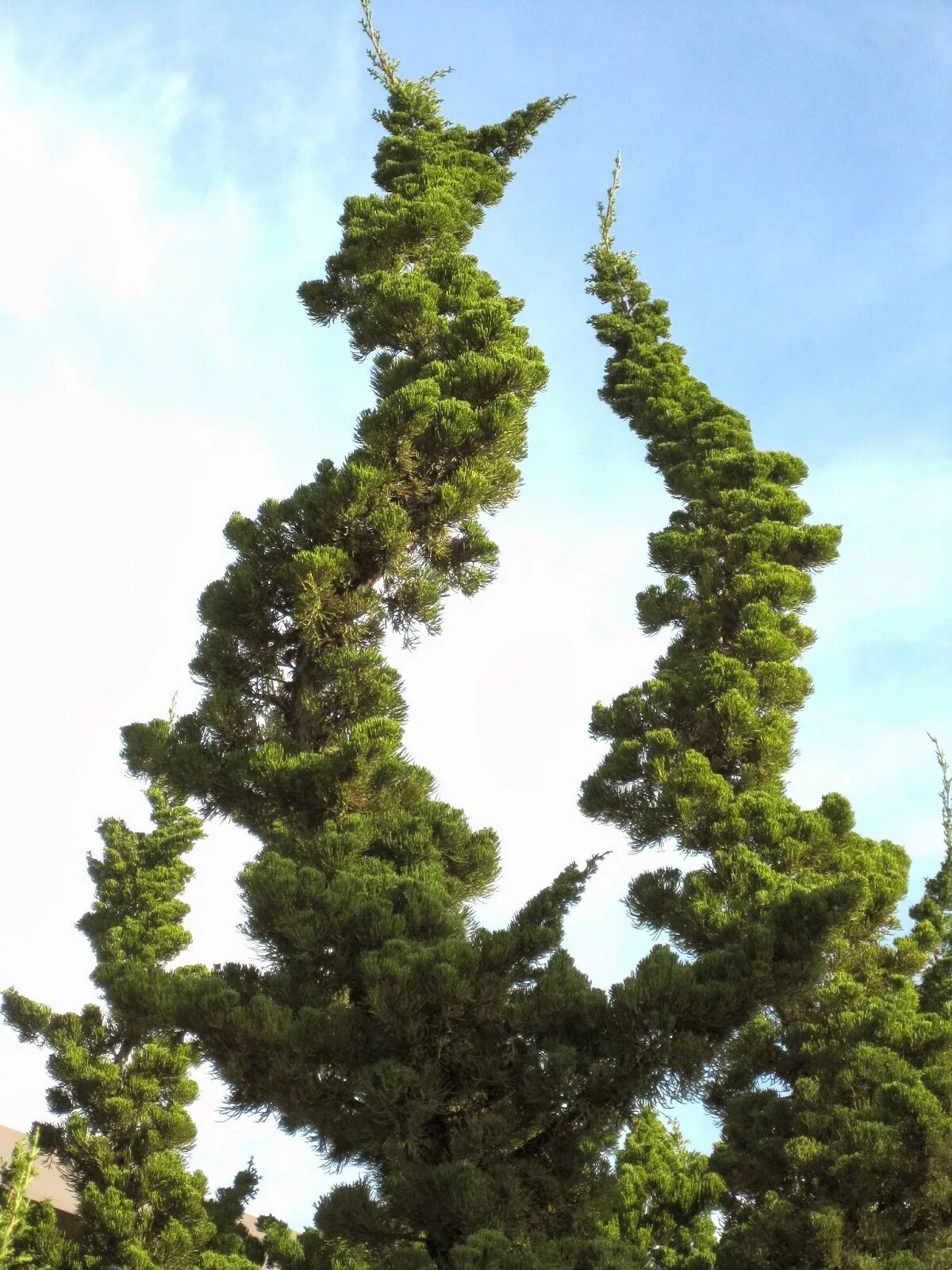 Juniperus chinensis. Можжевельник chinensis kaizuka. можжевельник китайский kaizuka. можжевельник китайский кайзука. можжевельник китайский кетелери.
