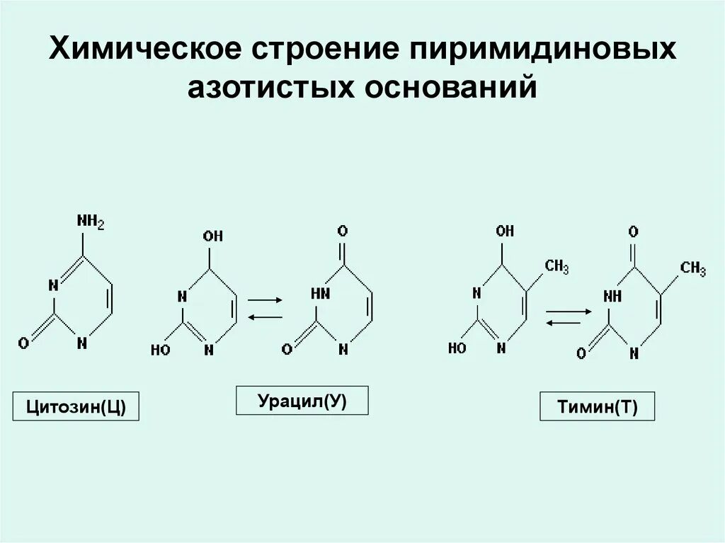 Рнк тимин урацил. Формулы пиримидиновых азотистых оснований. Строение пиримидиновых азотистых оснований. Азотистые основания ДНК формулы структурные. Аденин строение азотистого основания.