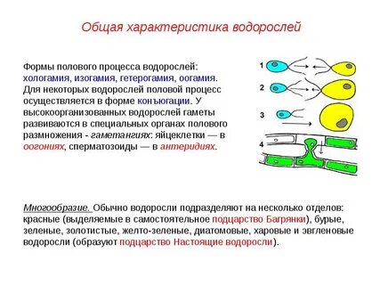 Самостоятельная работа общая характеристика водорослей
