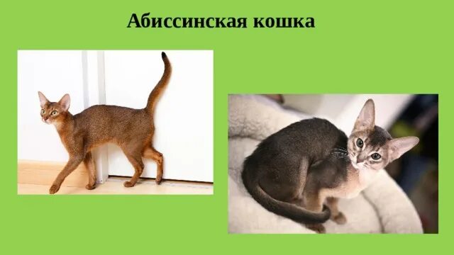 Абиссинская кошка Ориентал. Ориентальные котята окрас дикий. Абиссинские котята с бракованными ушами. Различия абиссинцев. Рассмотрите фотографию кошки породы абиссинская и выполните