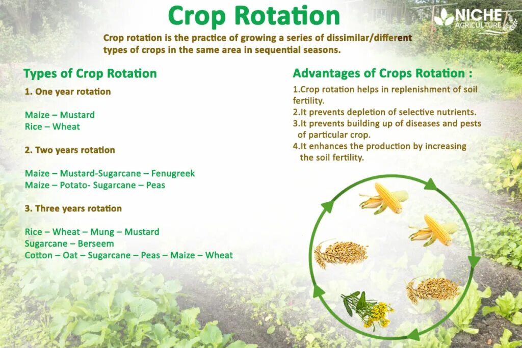 Crop rotation. Crop rotation scheme. овощекормовой севооборот crop rotation. crop примеры.