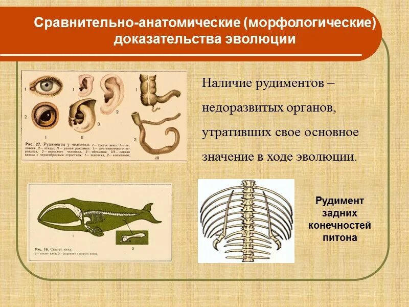 Каким образом рудименты и атавизмы доказывают. Доказательство эволюции сравнительно Анатомическое доказательство. Морфолого анатомические доказательства эволюции. Макроэволюция доказательства эволюции сравнительно анатомические. Сравнительно-морфологические доказательства эволюции рудименты.