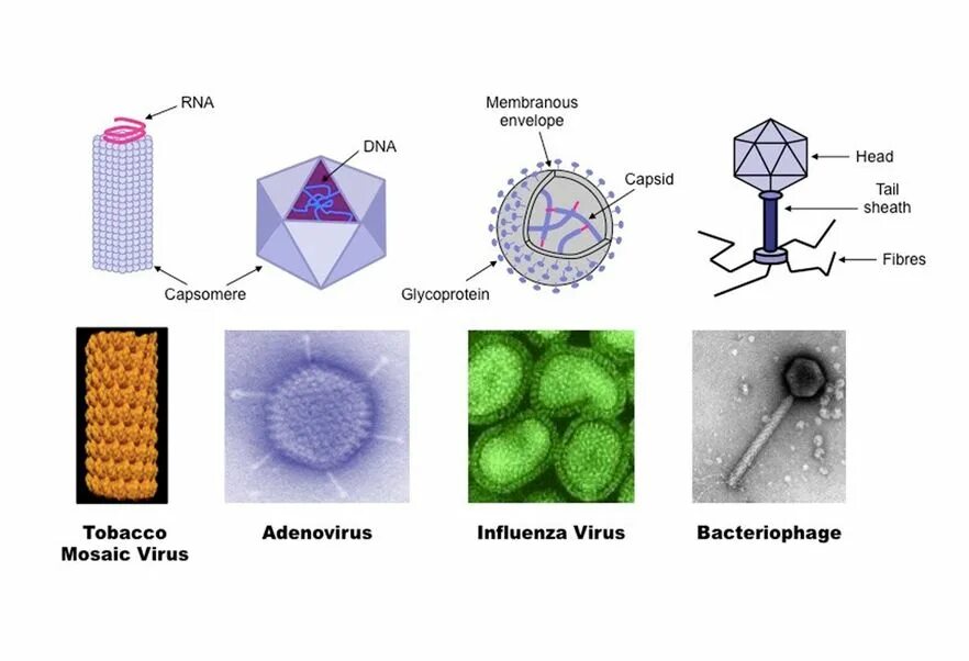 The virus can be. Вирусы. Разновидности вирусов. Разновидности вирусов биология. Вирусы биология 1.