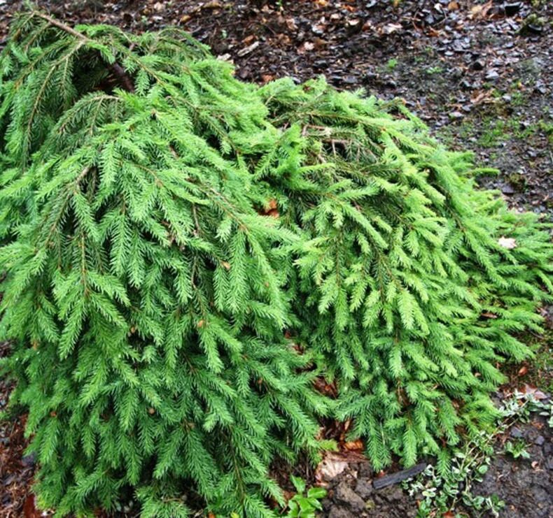 Ель европейская. Ель обыкновенная Форманек. Ель обыкновенная Lombartsii. Picea Abies Lombartsii. Ель обыкновенная "zagwizdze".