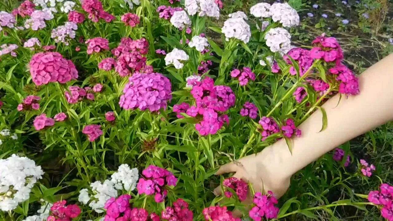 Как выращивать гвоздики