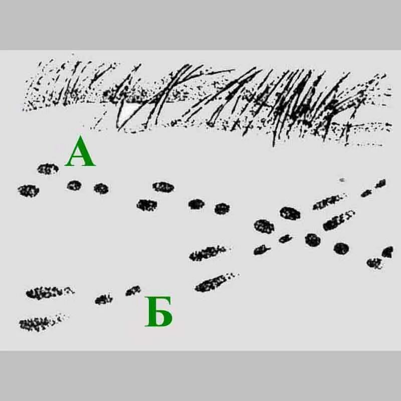 Заячий след направление движения. Направление следа зайца. Следы зайца направление движения. Следы зайца. След зайца на снегу направление движения.