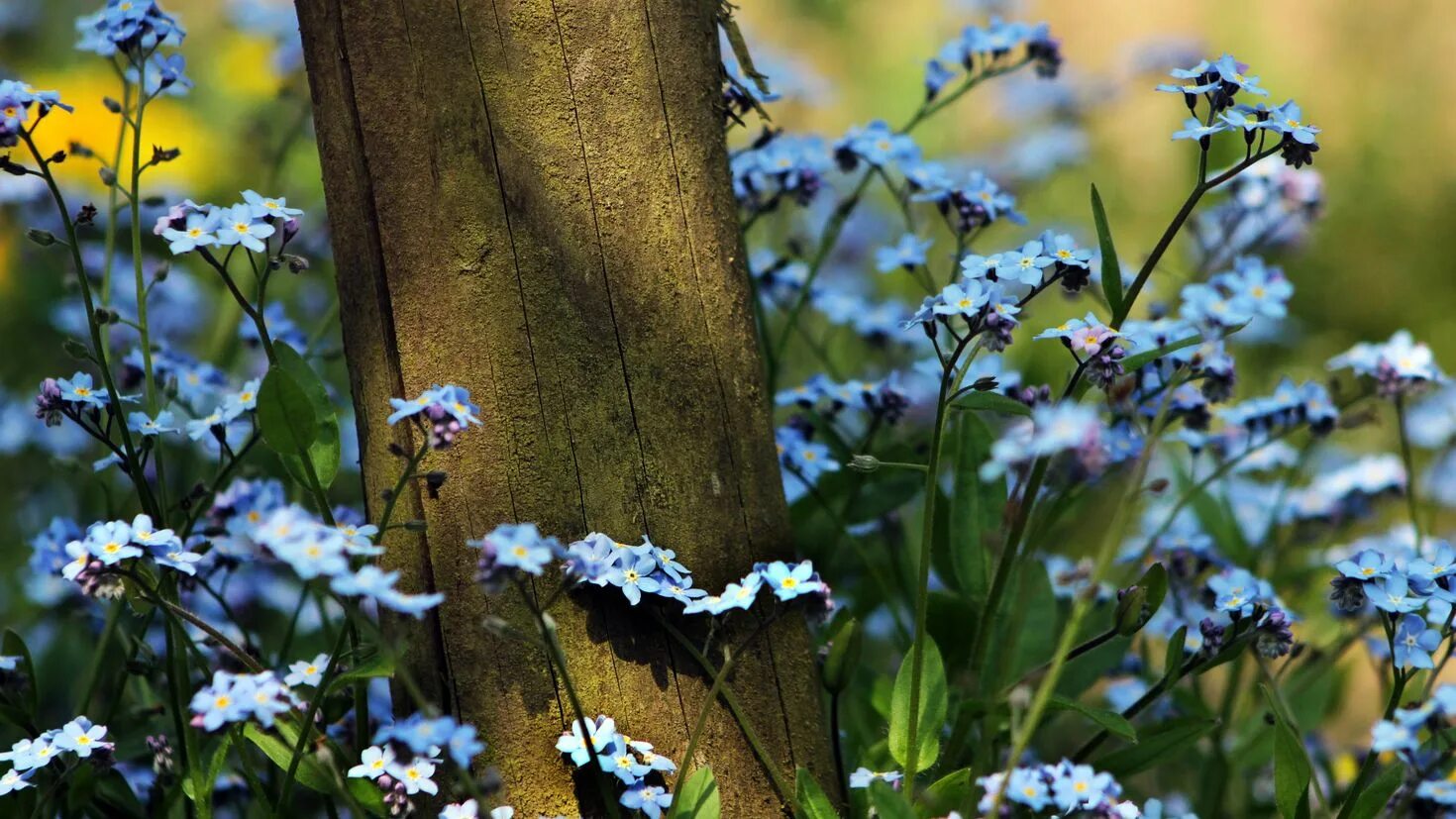 Flower nature. Незабудка цветы. Лесная Поляна. Незабудка Полевая (Myosotis arvensis). Полевые цветы лес незабудки. Незабудка Лесная Полянка.