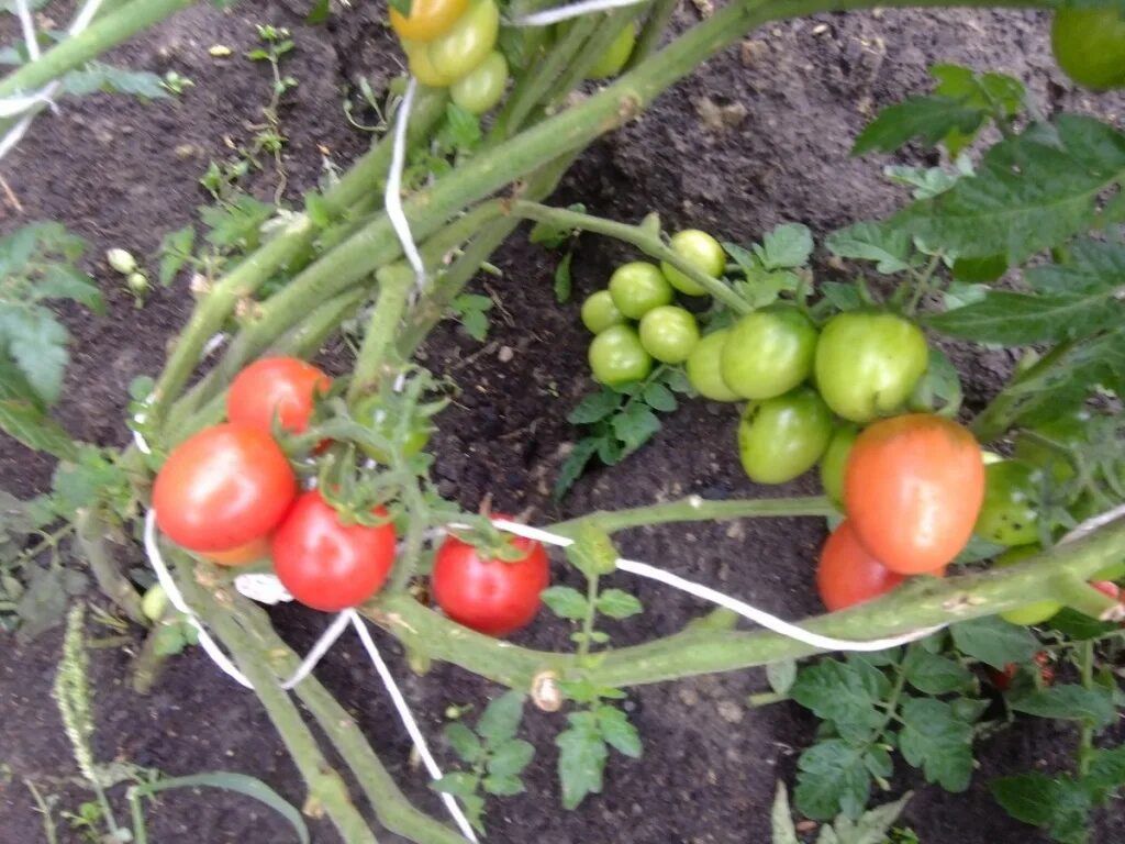 томат семейный