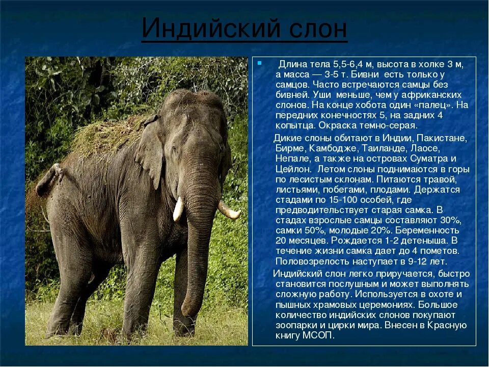 Слон где живет животное. Хоботные индийский слон. Сообщение о слоне. Доклад о слонах. Индийский слон доклад.