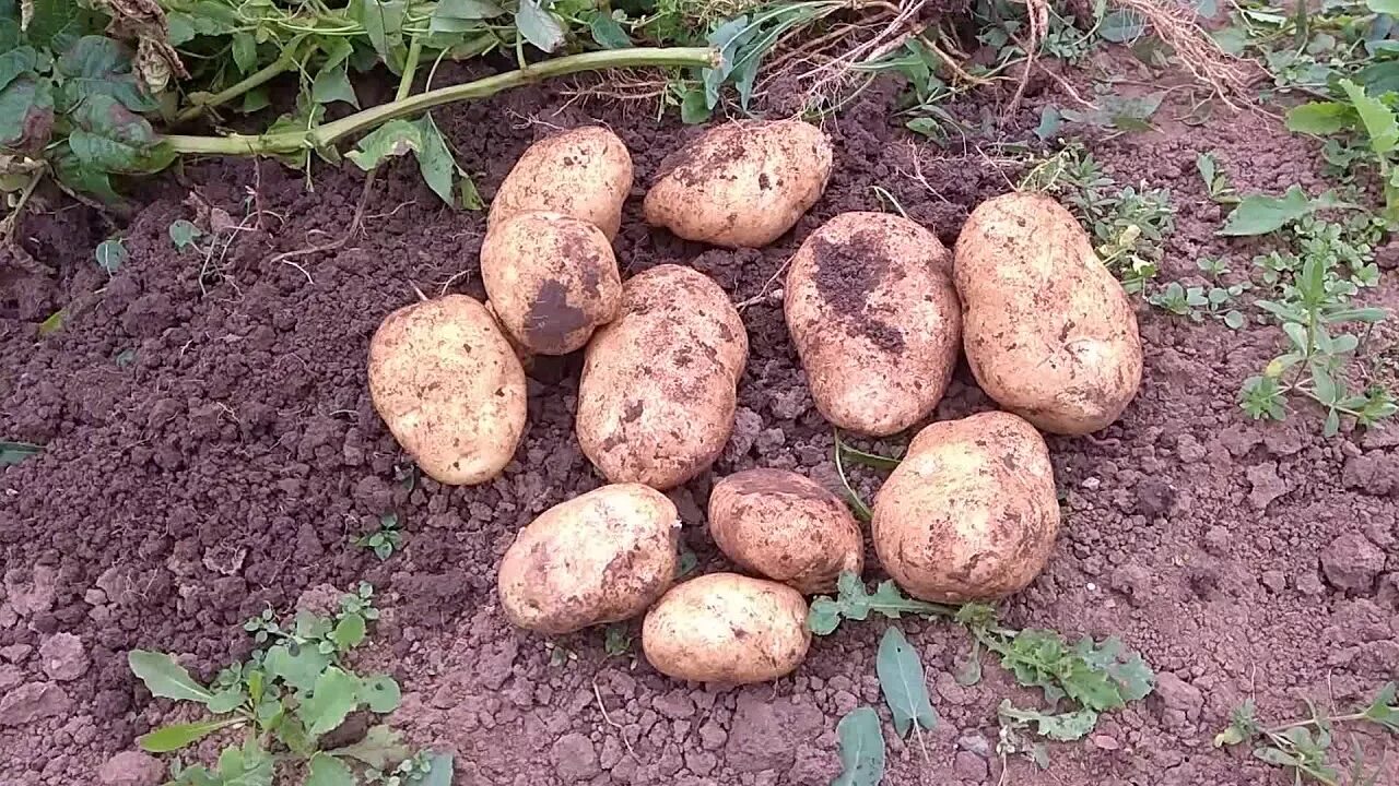 Картофель сорт сынок фото