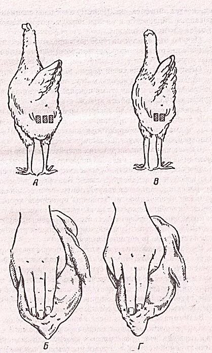 Как найти курицу. Лонные кости у курицы. Расстояние между лонными костями у курицы. Расстояние между лонными костями у кур несушек. Лонные кости у курицы несушки.