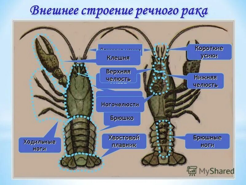 больше всего ног у речного рака. больше всего ног у речного рака. строение ракообразных схема. строениеречного ракка. больше всего ног у речного рака.