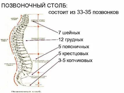 Размер грудных позвонков