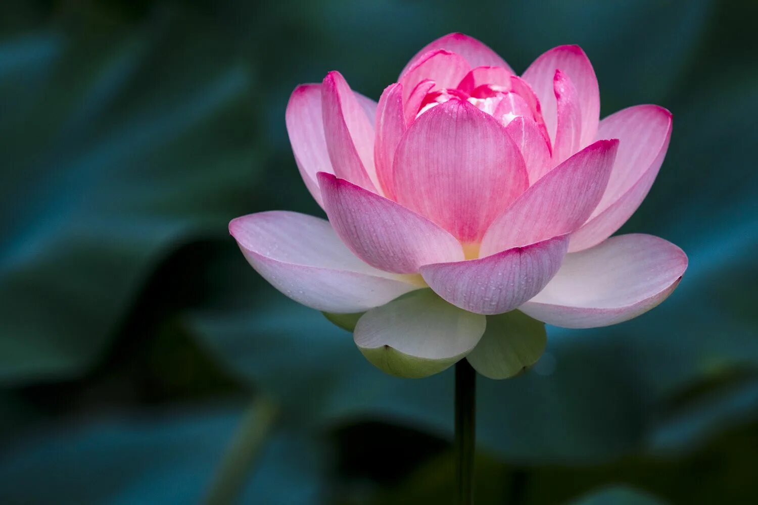 Asian Lotus (Nelumbo nucifera) with its seed cup flowers Flowers, Lotus garden, 