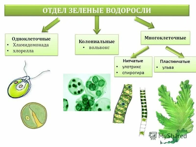 Отделы водорослей примеры. Одноклеточные зеленые водоросли 5 класс биология. Одноклеточные и многоклеточные зеленые водоросли. Одноклеточные колониальные и многоклеточные водоросли. Водоросли одноклеточные и многоклеточные 5 класс.