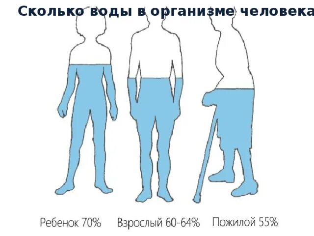 Сколько воды содержит. Сколько воды в теле человека. Количество воды в организме человека. Сколько воды в организме человке. Сколько воды в человеке.