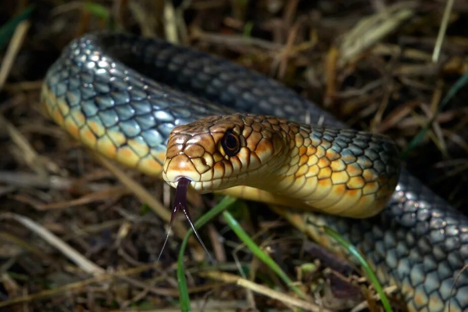 Желтобрюх в ростовской. Желтобрюхий полоз (Dolichophis caspius). Желтобрюхий Каспийский полоз. Полоз змея желтобрюхий. Желтобрюхий полоз Крымский.