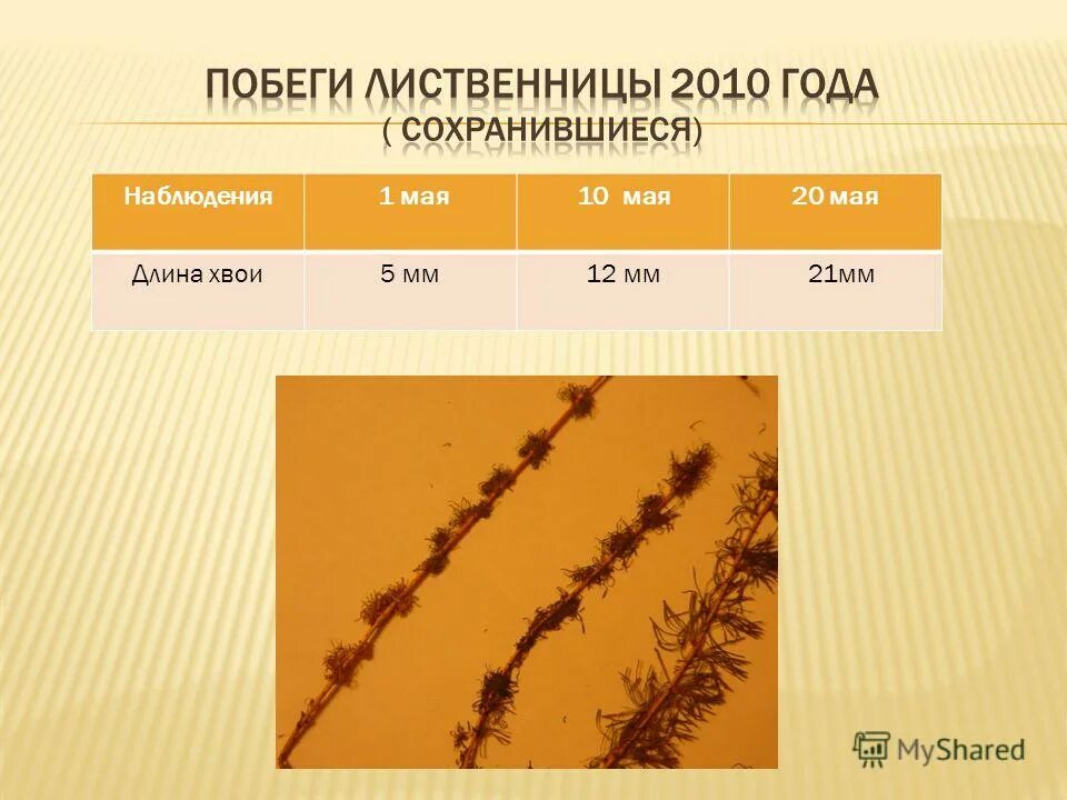 « изучение строения хвои, шишек и семян голосеменных растений». сравнение голосеменных хвойных растений таблица. характеристика семейства сосновые. длина хвои лиственницы обыкновенной. хвоинка лиственницы строение.