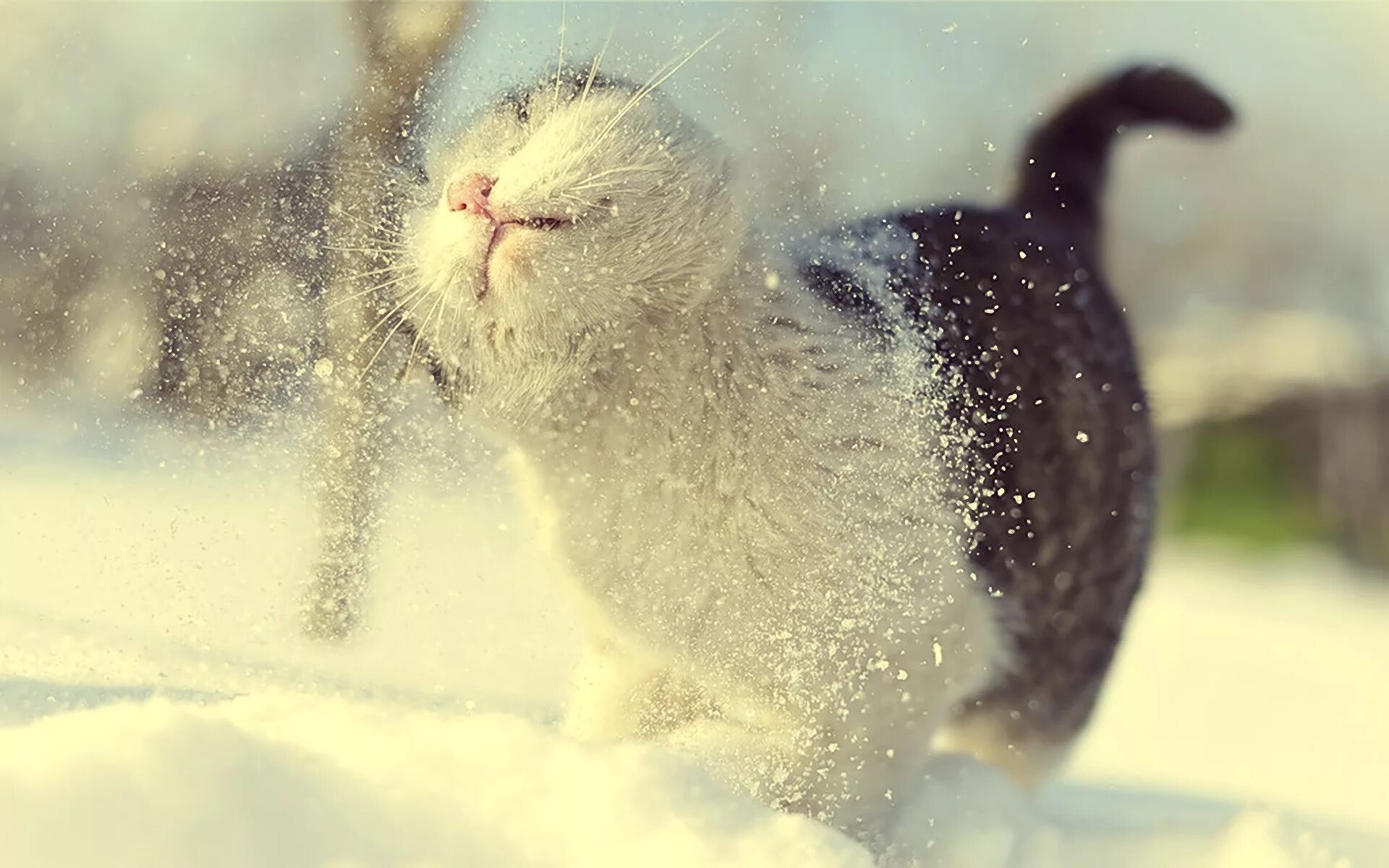 Зимние коты. Кот в снегу. Снежные коты. Кот ловит снег.
