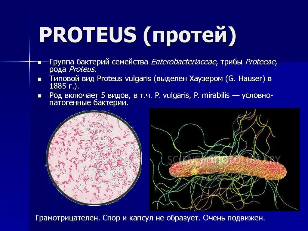 Признаки гнилостных бактерий