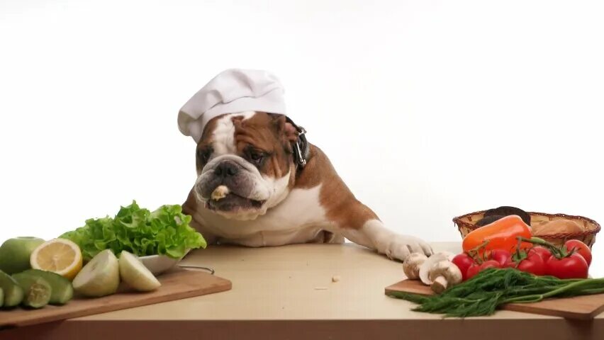 Бульдог еда. Бульдог еда. Еда для собак. Питание французского бульдога. Откормленный французский бульдог.