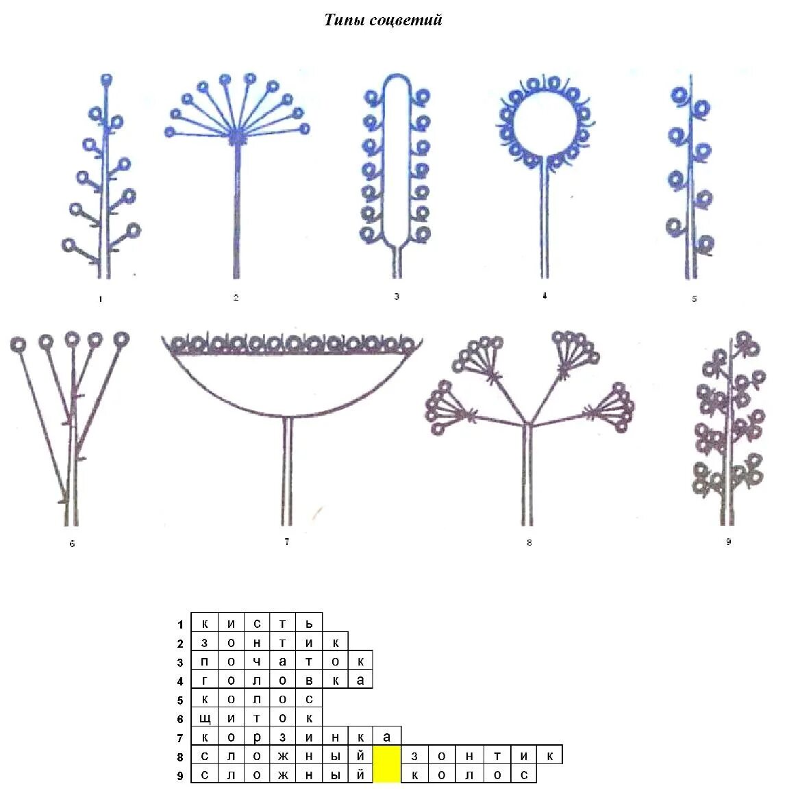 Схемы соцветий 6 класс биология. Схема типов соцветий 6 класс биология. Типы соцветий 6 класс. Типы соцветий 6 класс биология. Тест цветок соцветие 6 класс биология