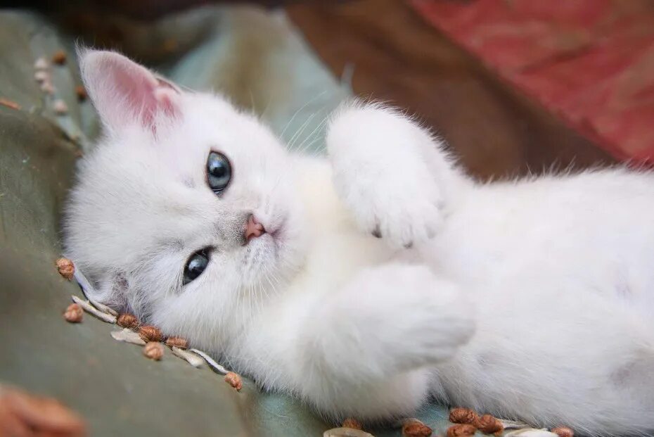 Маленьких белых кошек. Малелький белый котёнок. Милые белые котята. Анатолийская кошка белая. Маленьких белых кошек.