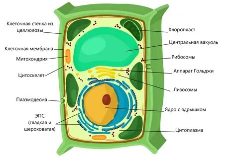 Какое строение имеет растительная клетка краткий ответ YouDrop.ru