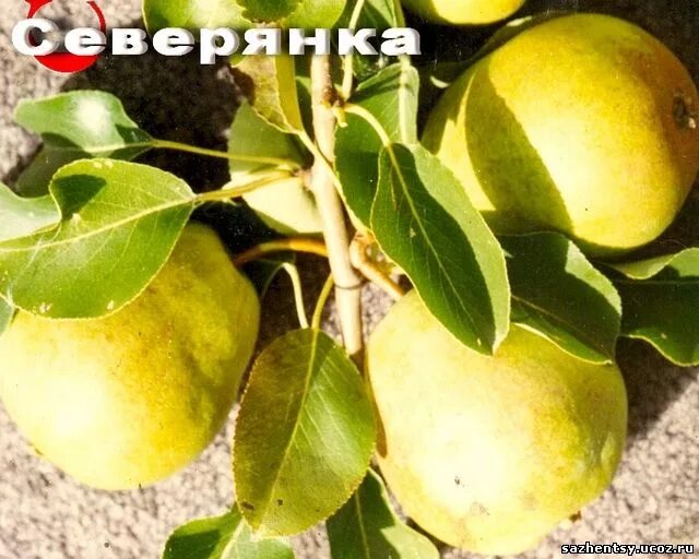 Груша Северянка Яковлева. Сорт груши Северянка. Груша Чижовская. Северянка груша описание фото отзывы опылители