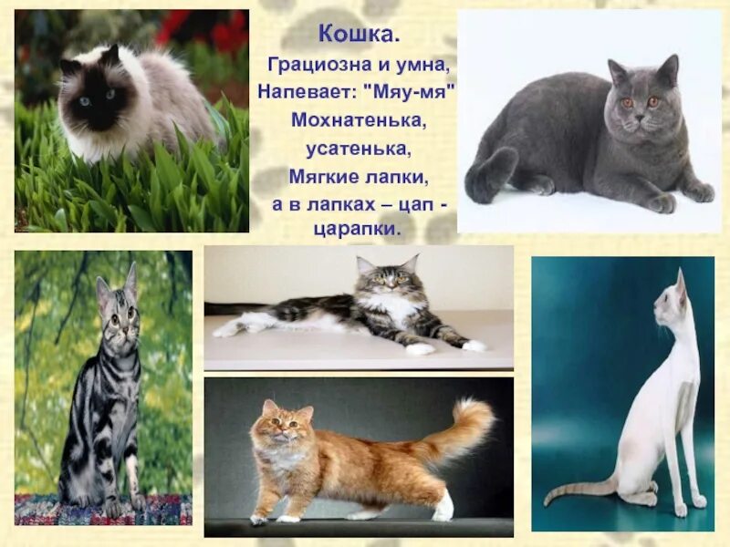 Кошка 1. Беседа с кошкой. Презентация такие разные кошки для дошкольников. Мохнатенька усатенька лапки. Кошка мудрая грациозная.