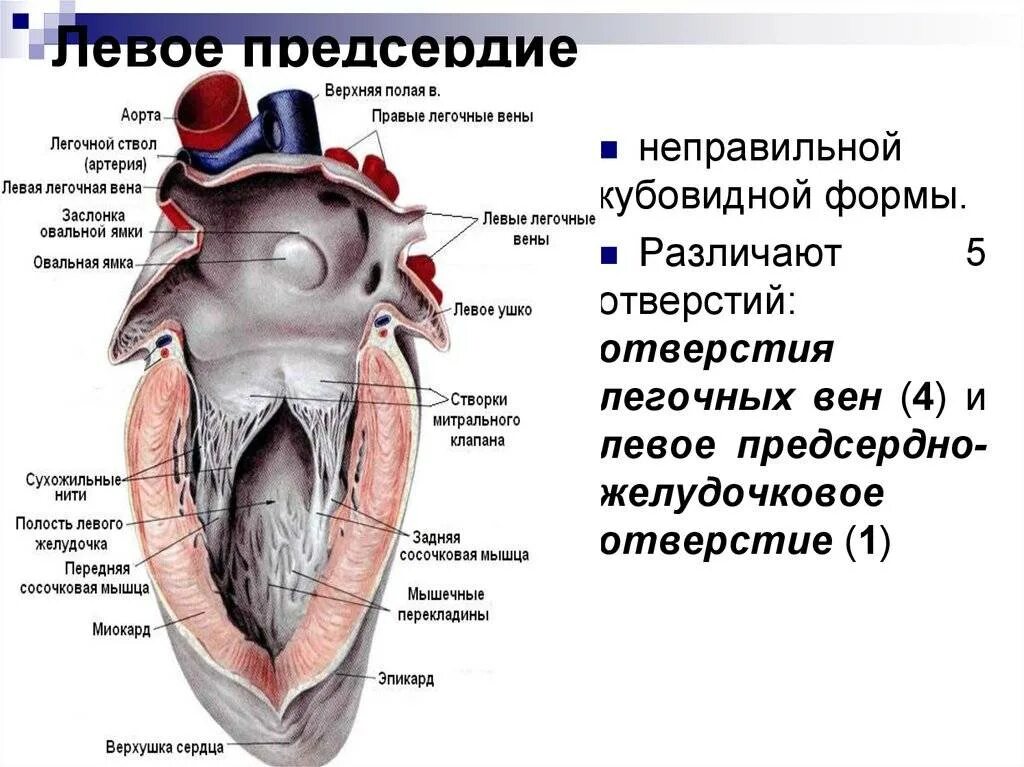 Сколько вен в левом предсердии. Строение левого правого предсердия и желудочка. Строение правого предсердия и правого желудочка. Правое предсердие сердца анатомия. Сердце анатомия желудочки и предсердия.