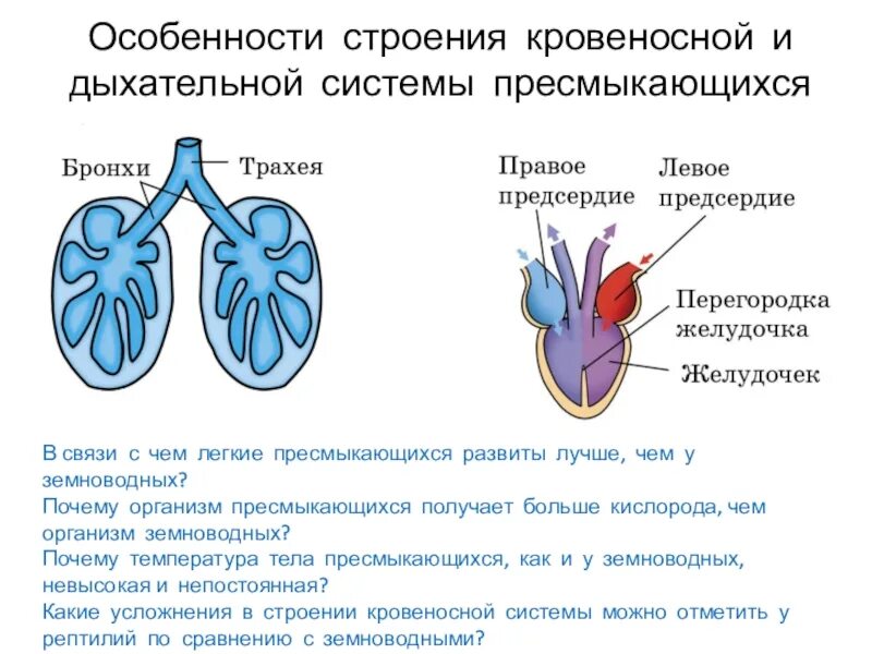 Дыхание рептилий и амфибий. Дыхательная система пресмыкающихся. Дыхательная система рептилий. Дыхательная система пресмыкающихся схема. Легкие пресмыкающихся.