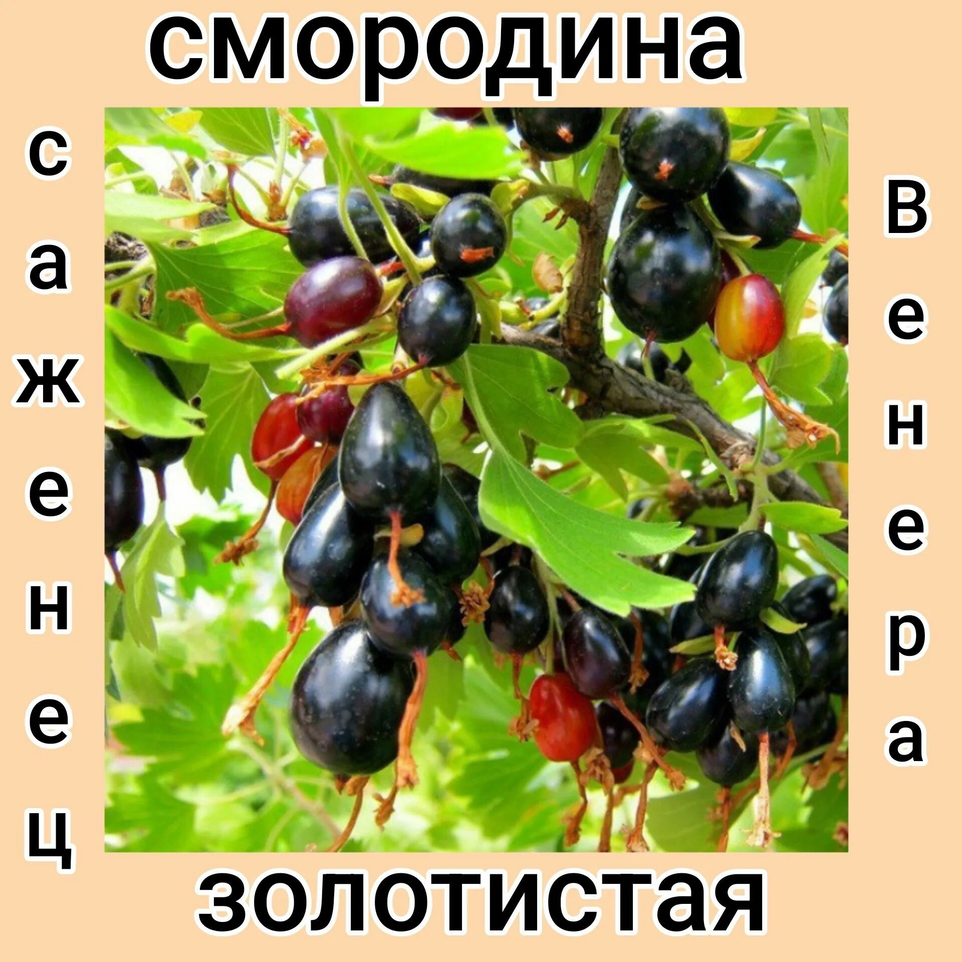 Йошта ягода фото и описание отзывы Йошта (Ribes × nidigrolaria) купите саженцы в контейнере в Краснодаре Прекра