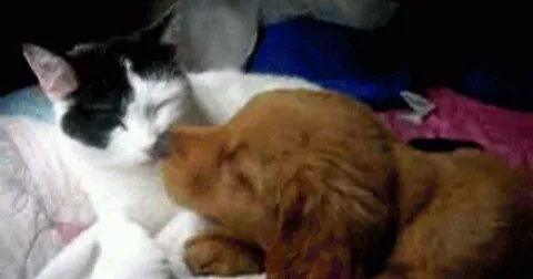 Why are kittens such animals they love