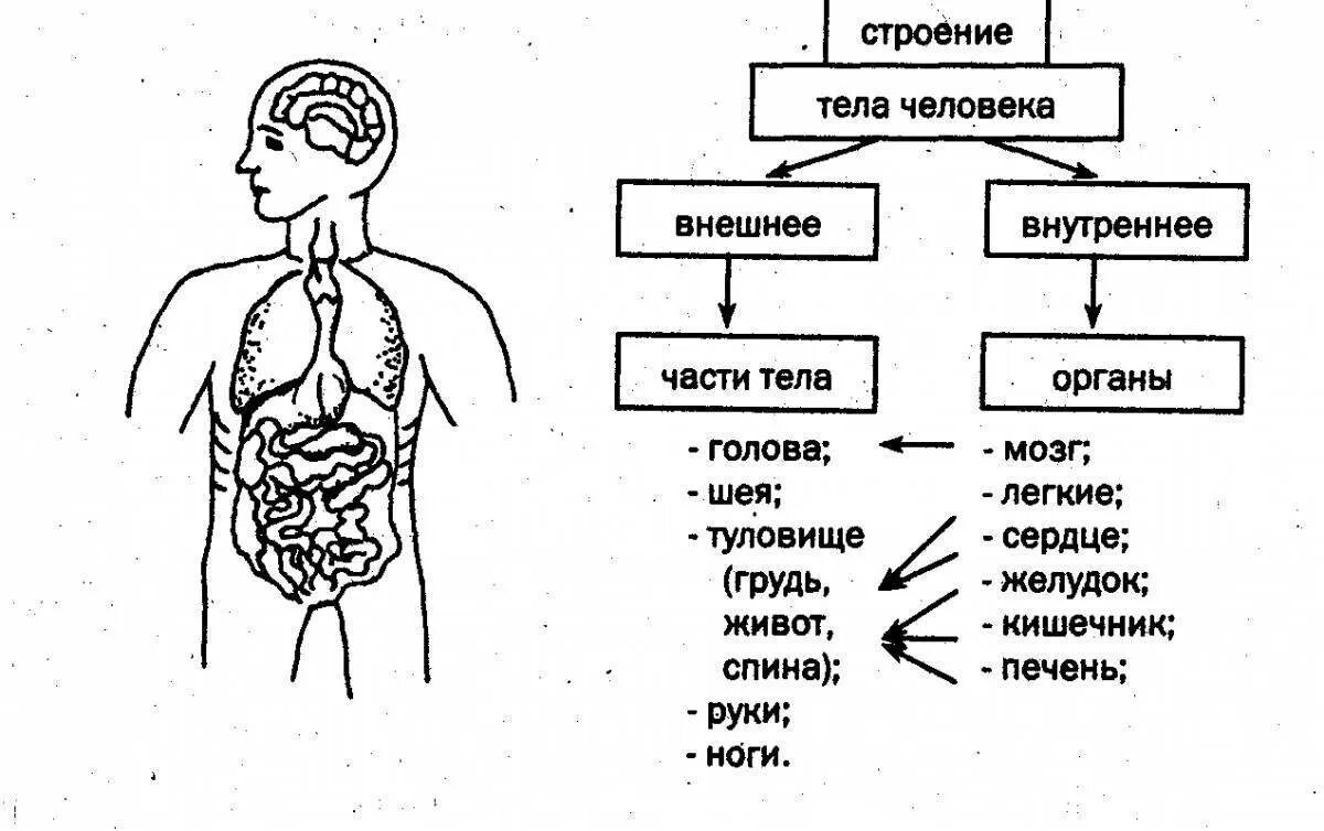 Схема внутреннее строение тела человека 2 класс. Организм человека схема внутреннее строение 2класс. Строение тела человека 2 класс. Организм человека 2 класс. Тест строение человека 3 класс перспектива