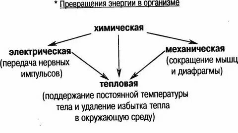 Преобразование и приведение примитивных типов - Java программирование