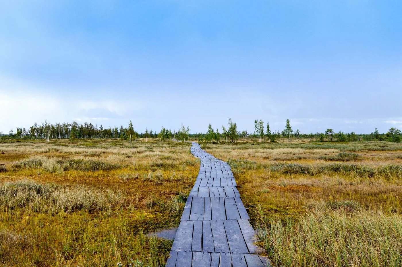 луконцево болото. васюганское болото. болото юпяужшуо карелия. сосновый бор беломошник. ельня болота.